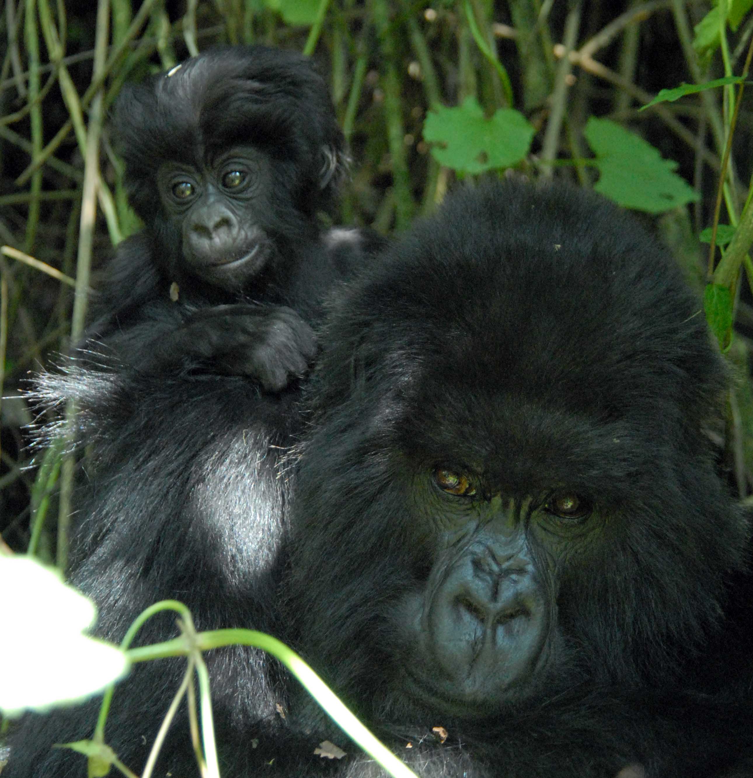 Umurage - der sterreichische Gorilla