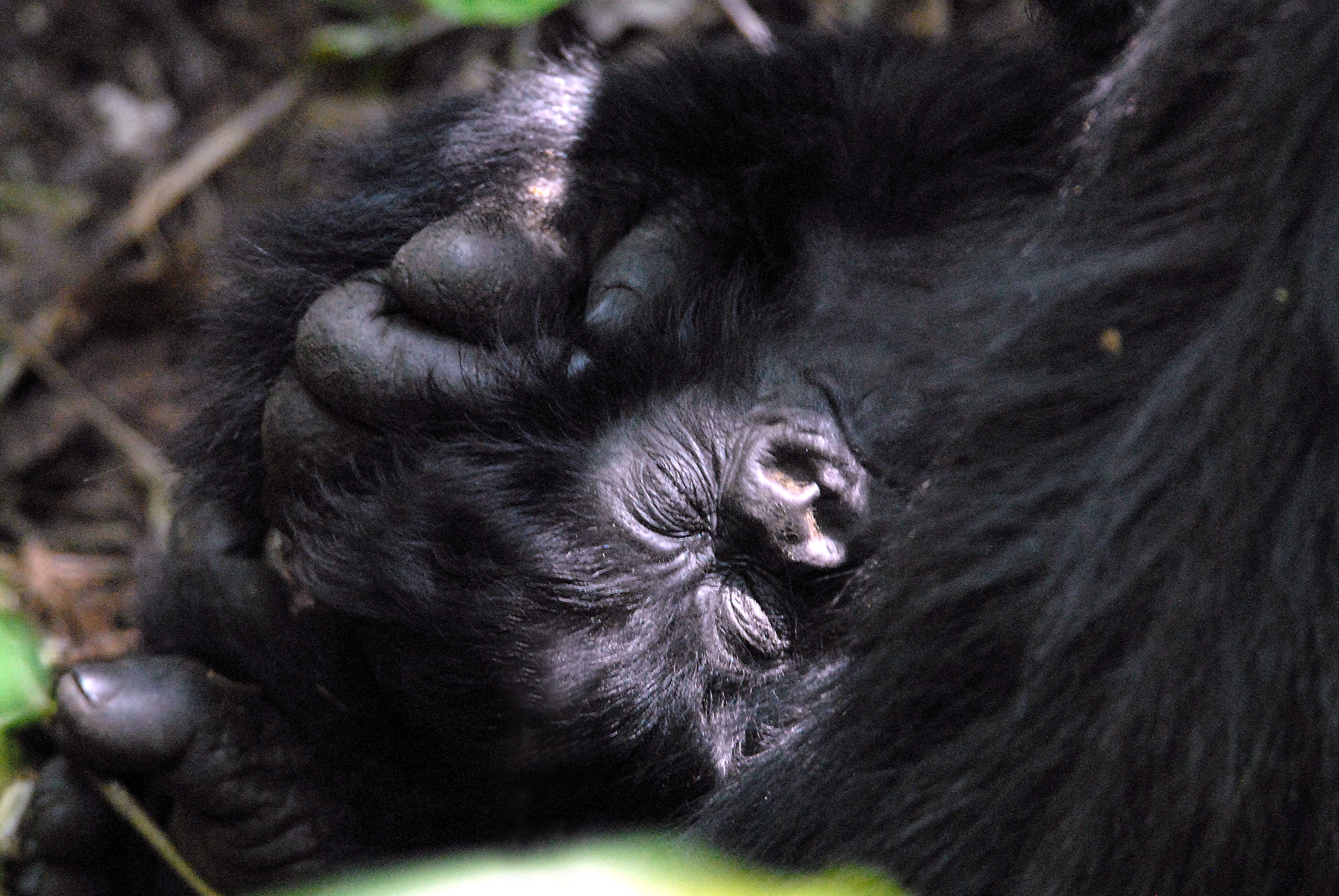 Umurage - der sterreichische Gorilla